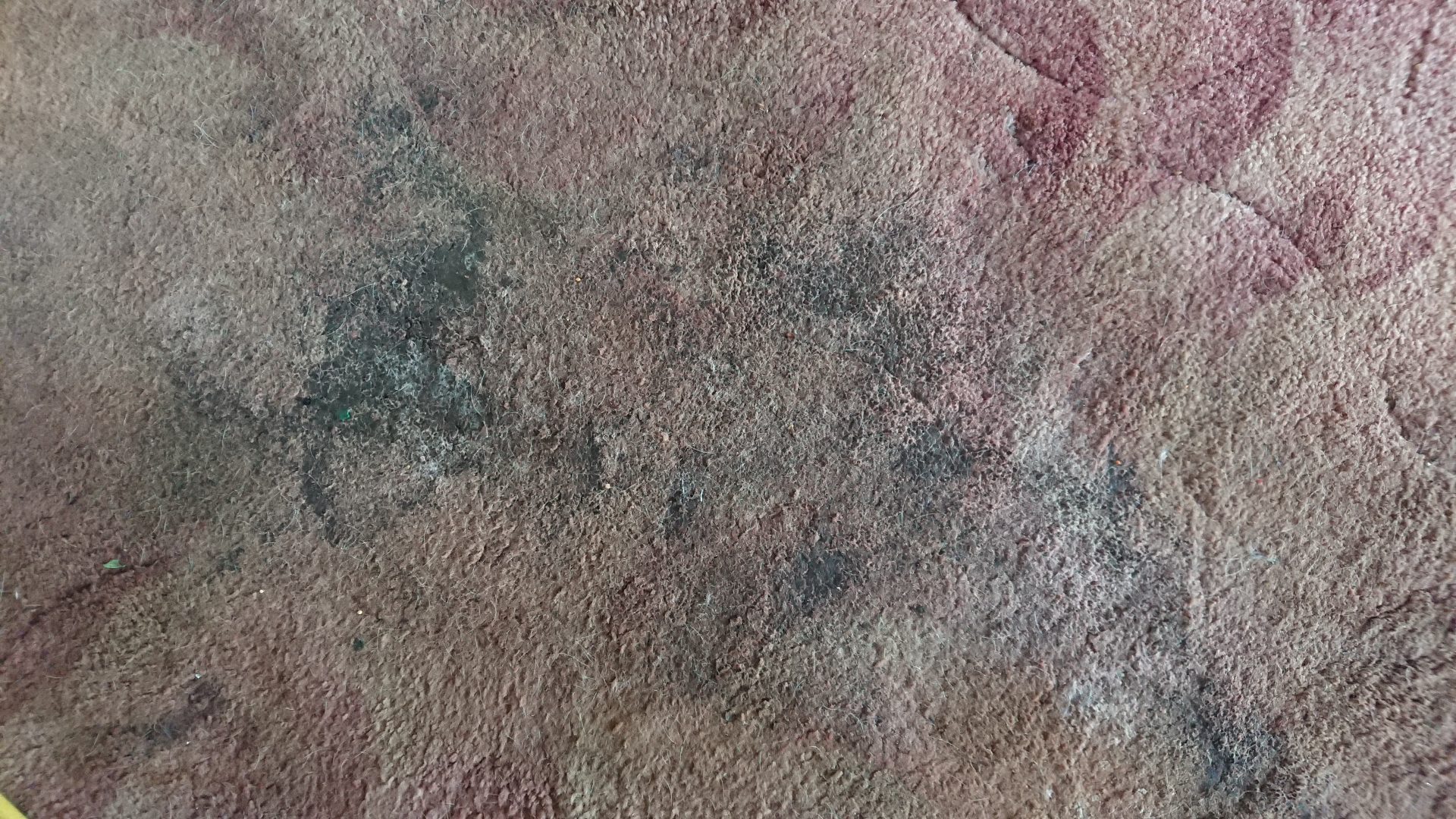 Dirty and flea infested carpet before cleaning